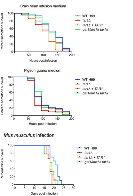 Figure 7. The tar1D mutant kills C. elegans as efficiently as wild-type, but exhibits modestly enhanced virulence in a murine host