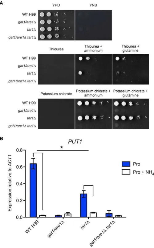 Figure 2. Tar1 plays a role in modulating nitrogen metabolite repression. (A) Tenfold spot dilution assays for nitrogen utilization showed that the tar1 D mutant exhibited slight sensitivity to 5 mM thiourea when compared to wild-type in the simultaneous p