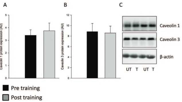 Figure 4. The Caveolae proteins Caveolin1 and Caveolin 3 were unaffected by exercise training