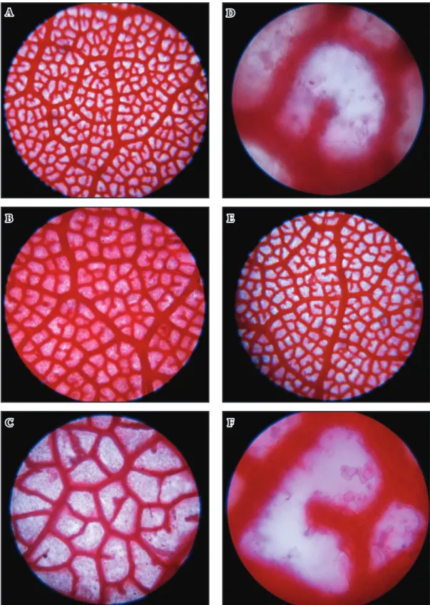 fig. 8. Leaf areolar (vein islets) patern of: a – Rhododendron arboreum subsp. cinnamomeum var