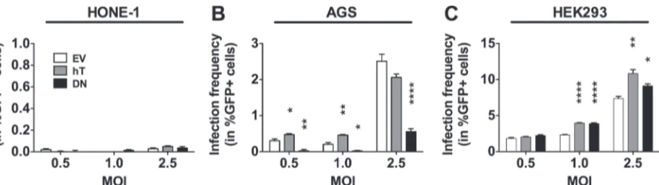 Fig 2. GFP and EBV gene expression early upon inoculation of HEK293 cells with rB95.8