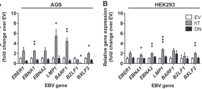 Fig 4. Telomerase dependent EBV gene expression in epithelial cells upon infection with rB95.8