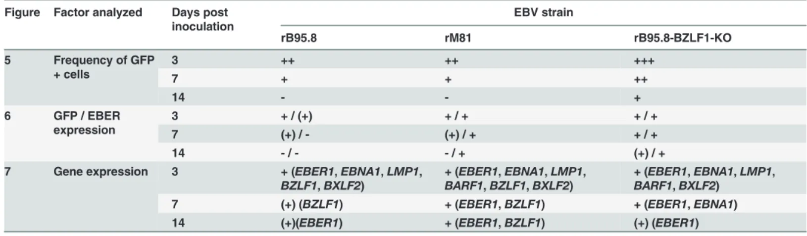 Table 1 summarizes the main findings from Figs 5–7. Following inoculation with rB95.8 GFP expression was lost very rapidly, dropping below 0.5% GFP+ cells at 7 dpi and below 0.06% at 14 dpi (Fig 5D and 5G)