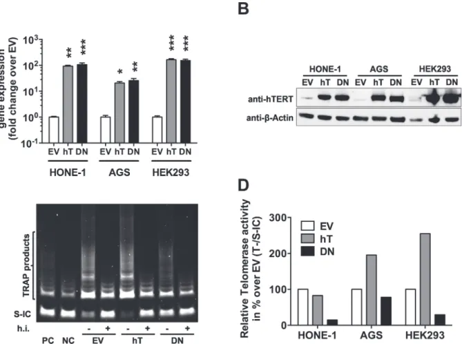 Fig 1. Increased hTERT/DNhTERT expression and altered telomerase activity in engineered epithelial cell lines
