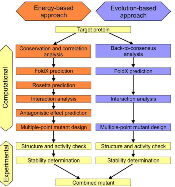 Fig 1. Workflow of the FireProt method. Individual steps involved in the energy- and evolution-based approaches doi:10.1371/journal.pcbi.1004556.g001