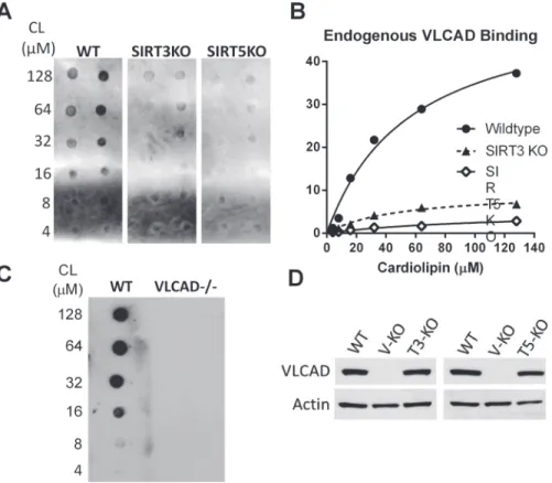 Fig 5. VLCAD from SIRT3 and SIRT5 knockout mice shows reduced affinity for cardiolipin