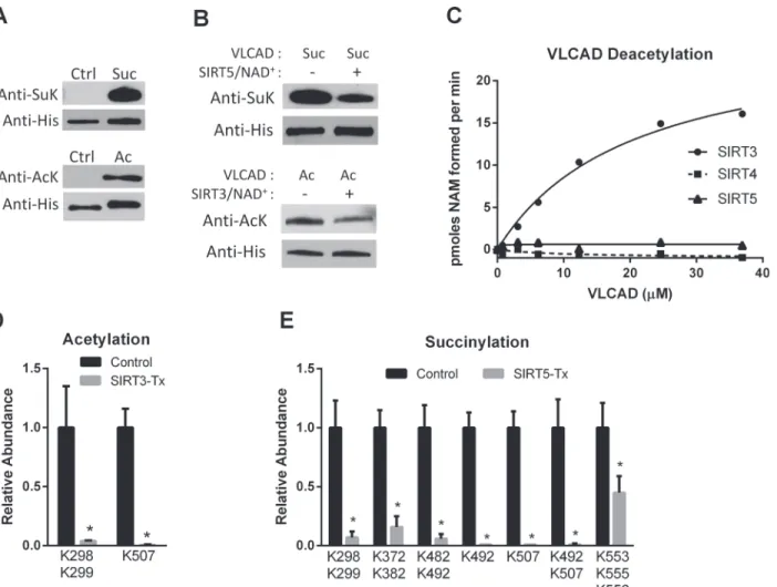 Fig 1. SIRT3 and SIRT5 deacylate VLCAD at overlapping sites. A) Recombinant, unmodified VLCAD (Ctrl) was subjected to chemical succinylation (top) or acetylation (bottom) which was verified by western blotting with anti-succinyllysine (SuK) or anti-acetyll