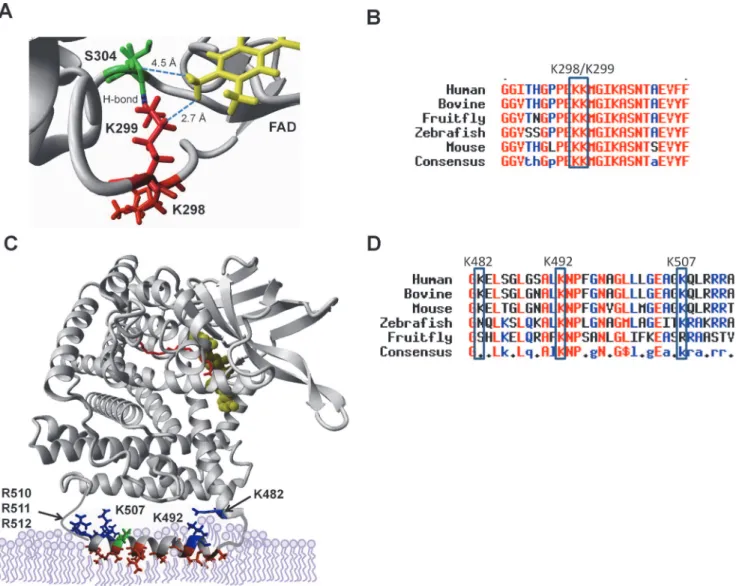 Fig 2. SIRT3 and SIRT5 deacylate lysines that localize to the active site and putative membrane binding domain of VLCAD