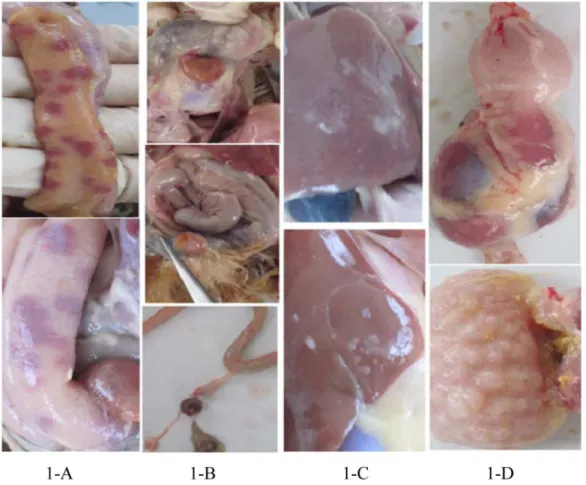 Fig 1. Pathologic changes of RSS chicken. 1-A, intestinal bleeding; 1-B, yolk malabsorption; 1-C, perihepatitis; 1-D, proventriculitis.