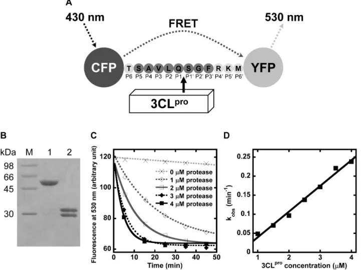 Figure 1. Determination of SARS-CoV 3CL pro proteolytic rate using the protein substrate by FRET assay