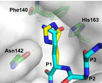 Figure 4. Modeling how 3CL pro recognizes P1-His. In the 3CL pro - -substrate complex (PDB: 2Q6G), amide group of P1-Gln of the WT substrate sequence (thin stick) forms hydrogen-bonds with the Ne 2