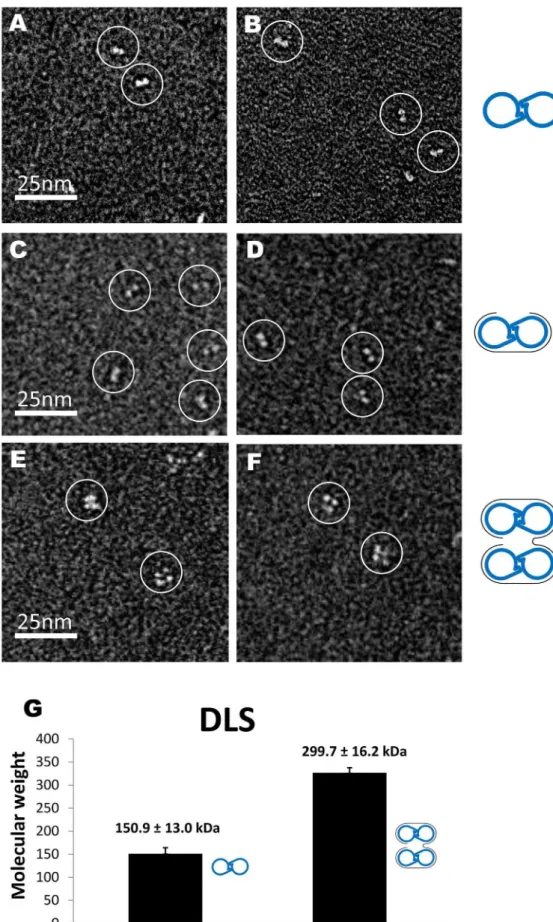 Figure 4. ISAV-NP:RNA complexes. (A–F) EM images of the free NP (A, B), NP bound to a 24-nt RNA (C, D), and NP bound to a 48-nt RNA (E, F)