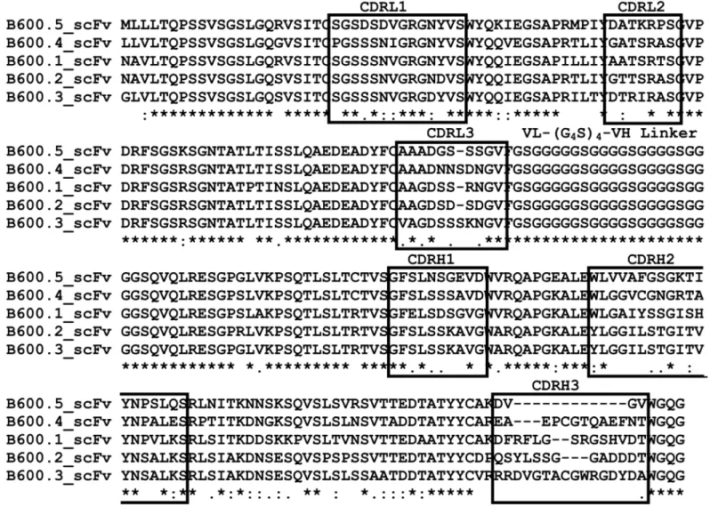 Fig 4. Clustal Omega alignment of soluble single-chain antibody Fv domain-alkaline phosphatase (scFv-AP) antibody sequences