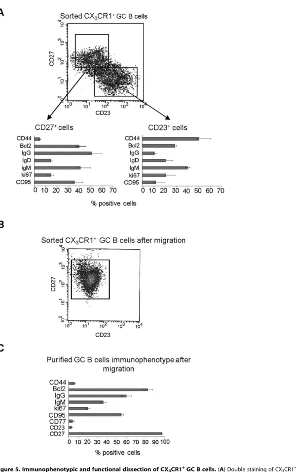 Figure 5. Immunophenotypic and functional dissection of CX 3 CR1 + GC B cells. (A) Double staining of CX 3 CR1 + GC B cells with CD27 and CD23 mAbs