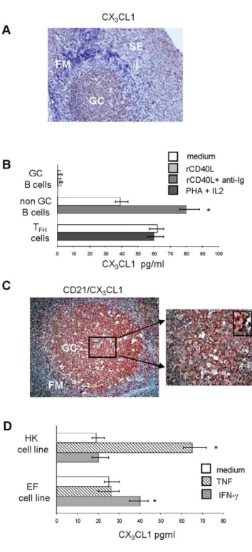 Figure 6. CX 3 CL1 expression in tonsil germinal center popula- popula-tions. (A) Formalin-fixed tonsil tissue section was stained with  anti-CX 3 CL1 mAb (brown)