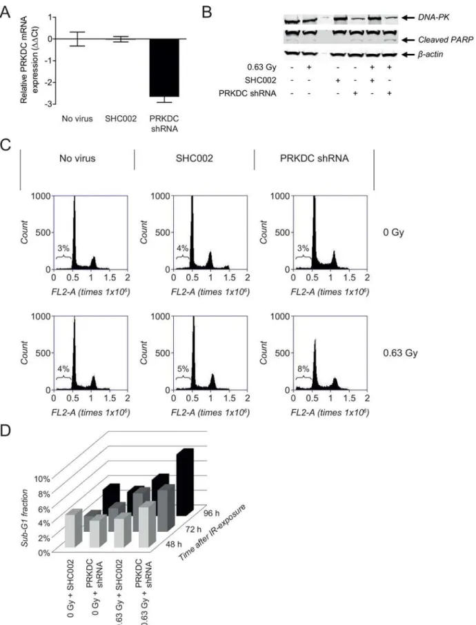 Fig 6. PRKDC knockdown in NGP cells confirms DNA-PKcs-dependent radiosensitizing activity of NU7026