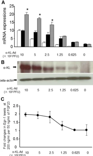 Figure 6. Effect of a -KL expression on FGF23-induced up- up-regulation of Egr-1 expression in HEK293 cells