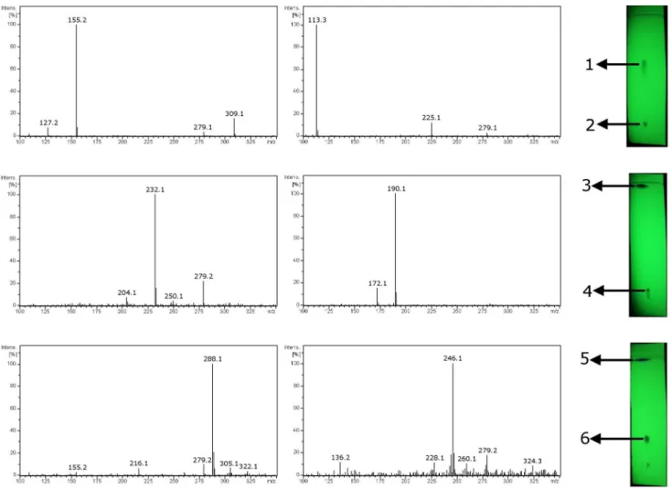 Figure 5. MS/MS spectrum of the signal at m/z 190.1 derived from compound 4.