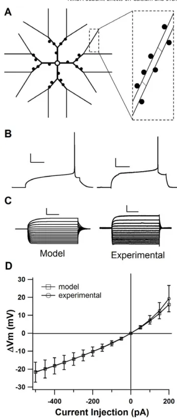 Figure 1. Model cell shows MSPN characteristics. A. Morphology of model MSPN (not to scale)