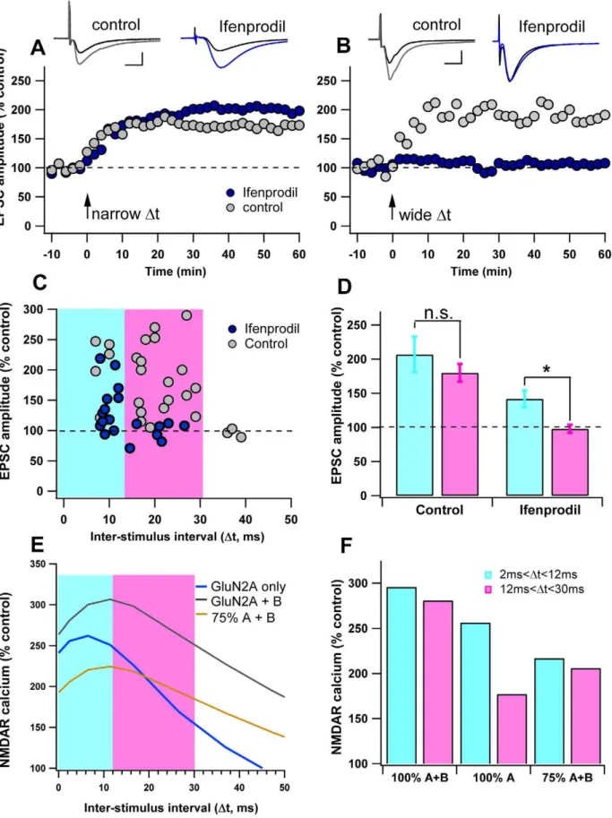 Figure 4. GluN2B broadens the STDP curve. A–B. Inhibition of GluN2B restricts the time window of tLTP induction