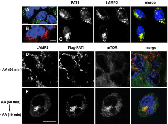 Figure 1. mTOR localises to LAMP2/PAT1-positive compartments upon AA stimulation. (A, B) Flag-PAT1 (red; B) overexpressed in a stably transfected HEK-293 cell line has a similar intracellular localisation pattern to endogenous PAT1 (green; A)