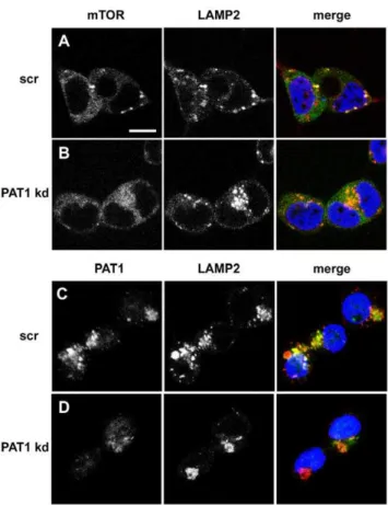 Figure 4. PAT1 modulates the AA-dependent relocalisation of mTOR to LELs. (A, B) Knockdown of PAT1 (PAT1 kd) in HEK-293 cells reduces the AA-stimulated accumulation of mTOR (green) to  LAMP2-positive (red) LELs (B), when compared to cells treated with a sc