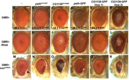 Figure 5. Drosophila PAT-GFP fusion proteins have similar functional activities to untagged PATs in vivo 