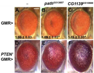 Figure 7. The growth-promoting activity of PAT transporters is synergistically enhanced by hyperactivation of PI3K/Akt signalling