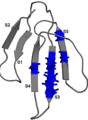 Figure 7. Possible existence of metastable states of CBTX. The overall backbone folding of CBTX (1COD) is shown in ribbon model using PyMol and the five b-strands of the protein are labelled (S1–S5).
