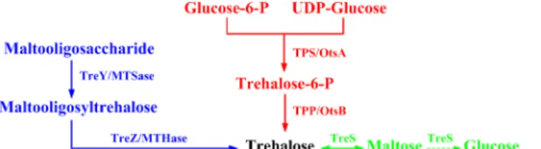 Fig 1. Biosynthesis of trehalose by three different pathways.