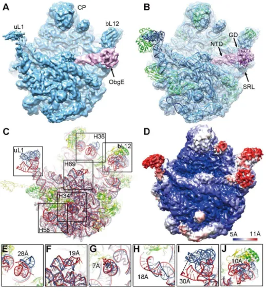 Figure 3. Cryo-EM structure of the 50S ? ObgE ? GMPPNP complex. (A) The cryo-EM map is displayed in surface representation, with the 50S subunit and ObgE colored blue and pink, respectively