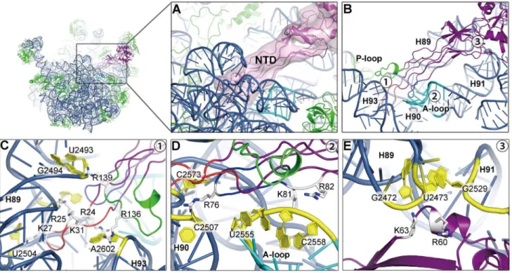 Figure 4. Interaction of the ObgE-NTD with the peptidyl transferase center. (A) Binding position of the ObgE-NTD on the 50S subunit, with the ObgE density map displayed in transparent surface representation