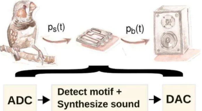 Figure 4. Sketch of the experimental setup where the muted bird drives the electronic vocal organ