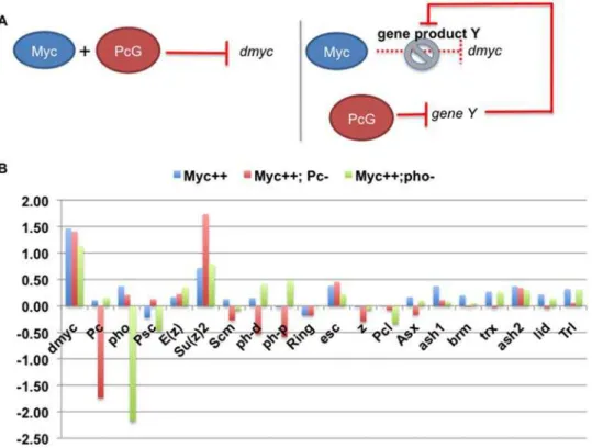 Figure 1. Pc RNAi results in an increase in Su(z)2 levels. A) We suggest two possible scenarios for the role of Pc in Myc auto-repression: Pc is either directly involved with Myc protein in repression (left), or required to repress a third player, gene Y (