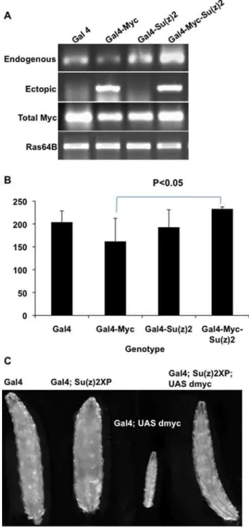 Figure 2. Su(z)2 disrupts auto-repression by Myc. A) RT-PCR analysis of endogenous, ectopic and total Myc expression in embryos of four different genotypes, which are indicated above each lane (Gal4 = Gal4, Gal4-Myc = armGal4; UAS dmyc, Gal4-Su(z)2 =  arm-