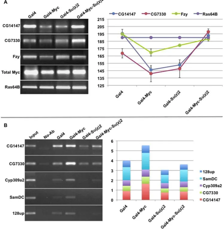 Figure 5. Increased Su(z)2 provides for activation of Myc targets, and a reduction in their H3K27 tri-methylation