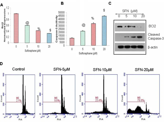 Figure 8. Regulation of Bcl-2 expression, caspase-3/7 activity, and apoptosis by SFN on Pancreatic CSCs
