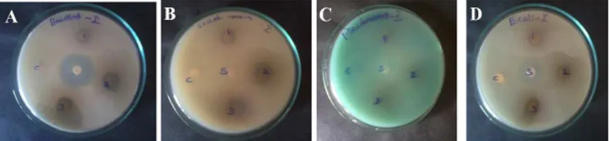 Figure 5: Anti bacterial activity of aqueous leaf extract of Lantana camara, A- B. subtilis, B - S