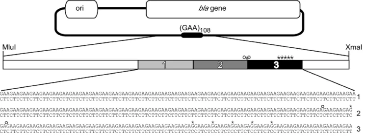 Figure 1. Experimental Target. Plasmid targets for in vitro transposition reactions contained 108 GAANTTC repeats