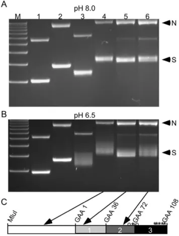 Figure 5. Interrupting the (GAA N TTC) 108 repeat with a transpo- transpo-son does not improve transcription in vitro 