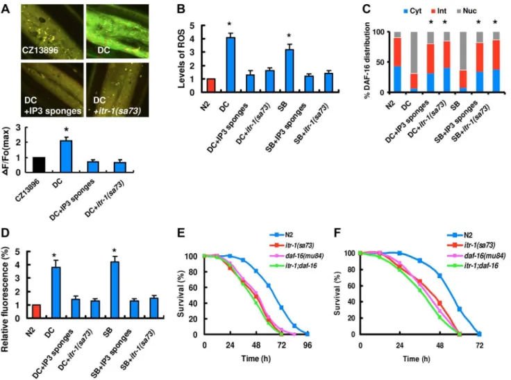 Figure 4. The IP3-ITR-1-Ca 2+ pathway regulates DAF-16 nuclear accumulation. (A) Epidermal GCaMP was induced after fungal infection