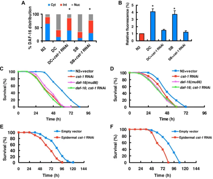 Figure 6. CST regulates the nuclear accumulation of DAF-16. (A) cst-1 RNAi diminished DAF-16 nuclear translocation by D