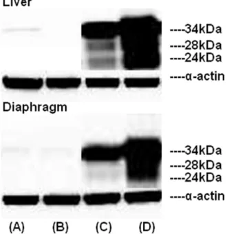 Figure 4. Presence of multiple forms of SMP30 in the liver and diaphragm of mice injected with 2 6 10 11 Ad-SMP30-HA per animal