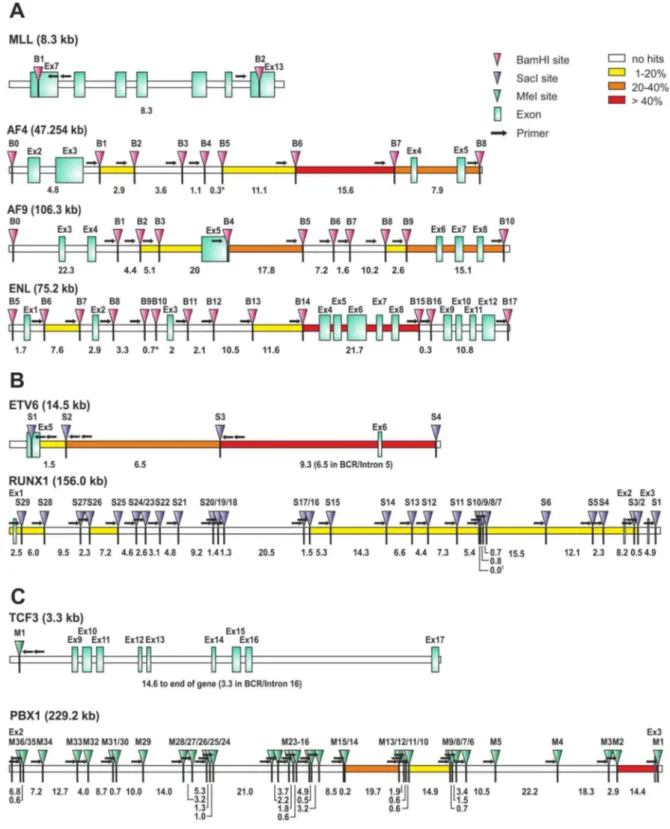 Figure 4. Breakpoint distribution, restriction site and primer locations for individual translocations