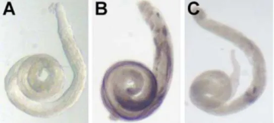Figure 2. Reporter Gene Expression in Testis