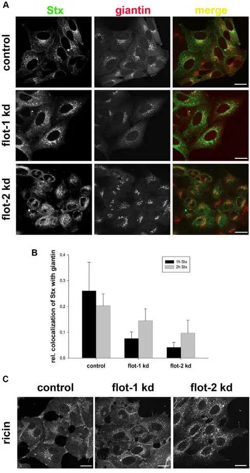 Figure 7. Depletion of flotillins changes the intracellular localization of Stx. (A) HEp-2 cells were transfected with 25 nM of the indicated siRNA oligos and incubated for 3 d before they were treated with 200 ng/ml of Stx for 1 h
