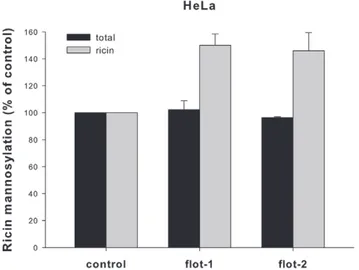 Figure 9. The amount of sulfated ricin sulf-2 reaching the ER is unchanged in flotillin depleted cells