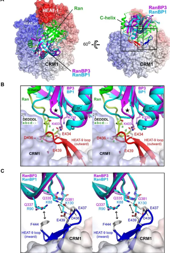 Figure 6. Structure of the CRM1/Ran/RanBP1 complex and alignment with RanBP3 RBD. A. Murine CRM1 from the CRM1/Ran/Spn1 complex [15] was aligned with yeast CRM1 from the CRM1/Ran/ RanBP1 complex [33] by superimposing the B helices of HEAT repeats 9–17; Ran