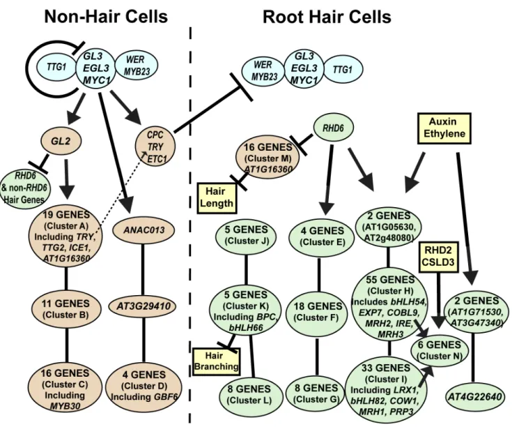 Figure 7. Developmental time-course of transcript accumulation for the 208 core root epidermal genes