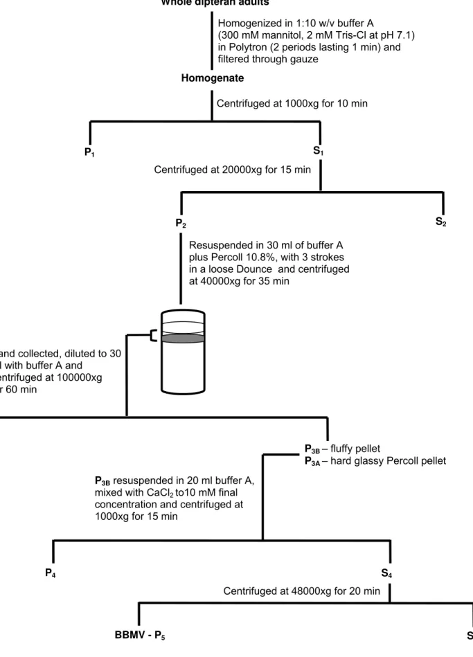 Fig. 1 Procedure for the preparation of BBMV from adults M. domestica and B. oleae (described in detail in Materials  and Methods)